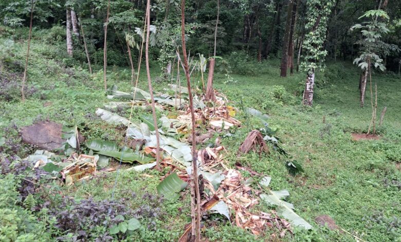 റാന്നി നാറാണംമൂഴികൊച്ചുകുളം ഗ്രാമം ഇരിട്ടിലാകുന്നതോടെ കാട്ടാനശല്യമെന്ന് പരാതി