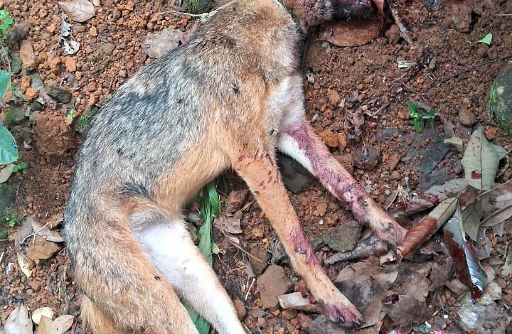 റാന്നി വെച്ചൂച്ചിറയിൽ പരിഭ്രാന്തി പരത്തിയ കുറുനരിയെ ചത്തനിലയിൽ കണ്ടെത്തി.