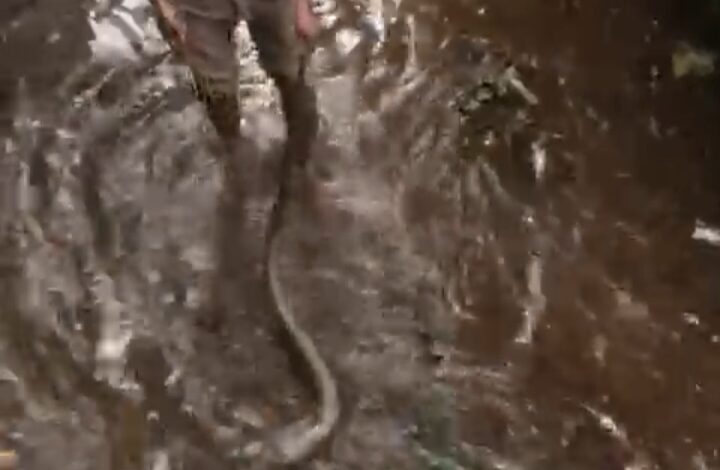 കീക്കൊഴൂർ മലർവാടി ജംഗ്ഷനു സമീപം വലിയ തോട്ടിൽ നിന്നും മൂർഖൻ പാമ്പിനെ റാന്നി വനംവകുപ്പ് സേന പിടികൂടി