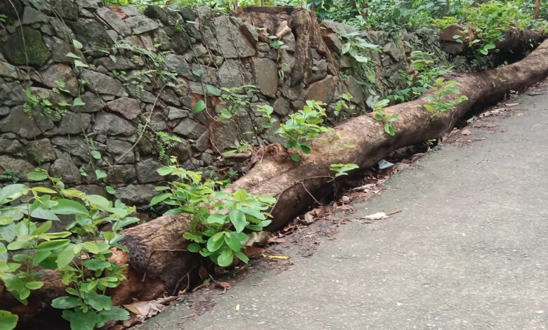 റാന്നി ഐത്തലയിൽ കൂറ്റൻ മരത്തടികൾ റോഡിൻ്റെ വശത്ത് കിടക്കുന്നതിനാൽ ഗതാഗത കുരുക്ക് ഉണ്ടാകുന്നതായി പരാതി