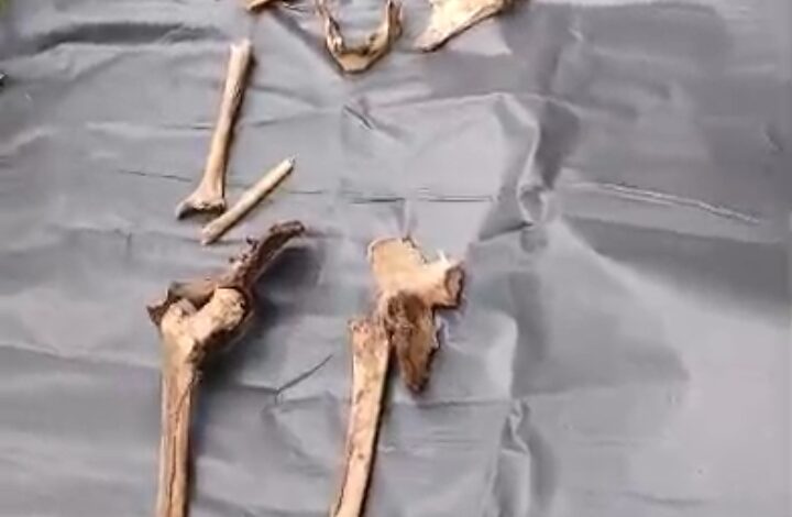 പത്തനംതിട്ട റാന്നി പെരുനാട് കൂനങ്കരയ്ക്ക് സമീപം റബ്ബര്‍ തോട്ടത്തില്‍ ചിതറി കിടക്കുന്ന നിലയില്‍ മനുഷ്യന്‍റെ അസ്ഥികൂടംകണ്ടെത്തി