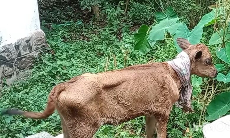 പശുവിനെയും കിടാവിനെയും വെട്ടി പരുക്കേൽപിച്ച യുവാവിനെ റാന്നി പോലീസ്  അറസ്‌റ്റു ചെയ്തു കോടതിയിൽ ഹാജരാക്കി