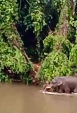 കുരുമ്പൻമൂഴിയിൽ കാട്ടാന ശല്യം വർദ്ധിക്കുന്നു;പരിഹാരം അകലെയന്ന് നാട്ടുകാരുടെ ആരോപണം