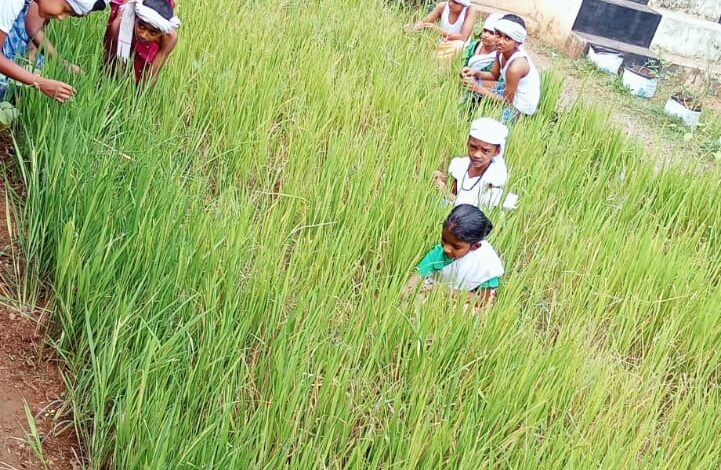 വയലില്ലാത്തൊരു എണ്ണൂറാം വയലിൽ വയലൊരുക്കി റാന്നി വെച്ചൂച്ചിറ എണ്ണൂറാം വയൽ സി എം എസ് എൽ പി സ്കൂളിലെ കുട്ടിക്കൂട്ടം