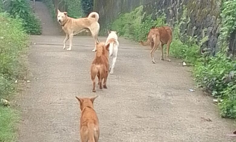 ഇടമുറിയിലെ പേപ്പട്ടി ശല്യംഒഴിവാക്കാൻ നടപടി സ്വീകരിക്കണമെന്ന് സി.പി.ഐ  ആവശ്യപ്പെട്ടു