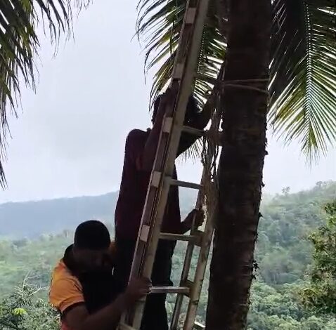 തെങ്ങിൽ കുടുങ്ങിയ  യുവാവിനെ ഫയർഫോഴ്‌സ് സാഹസികമായി താഴെയെത്തിച്ചു