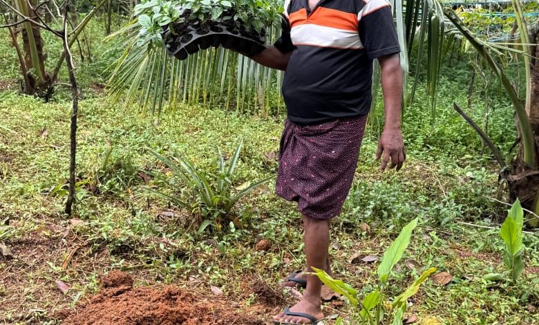 റോബസ്റ്റ കാപ്പി കൃഷിയുമായി കൊടുമണ്‍ പഞ്ചായത്ത്